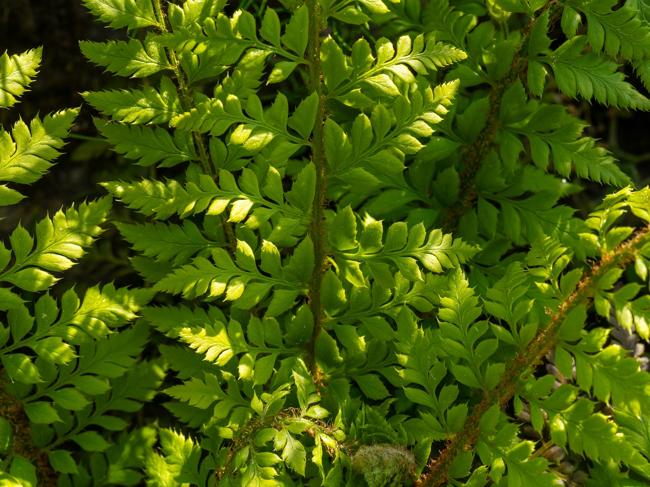 !Polystichum aculeatum _2025-06-01_1-2