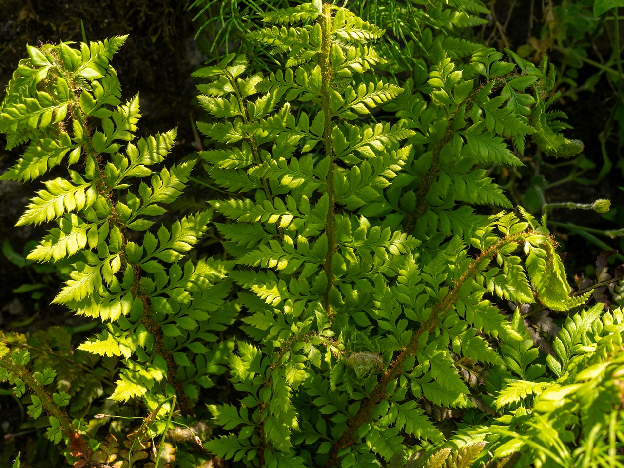 Polystichum aculeatum _2025-06-01_1-1