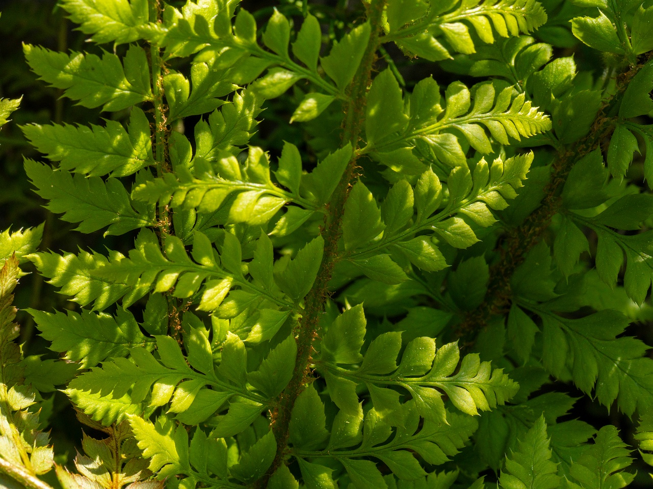 Polystichum aculeatum _2025-06-01_1-3
