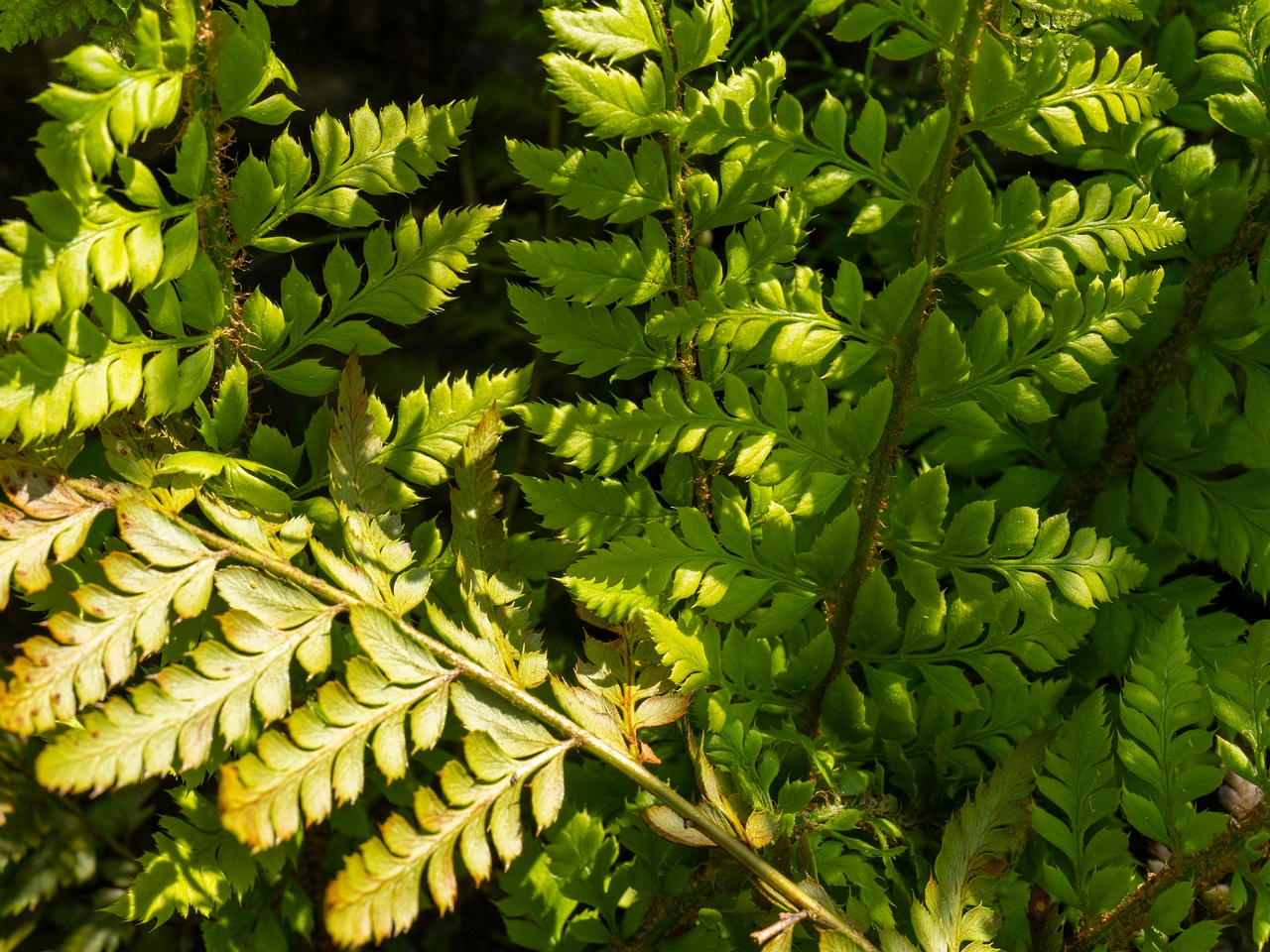 Polystichum aculeatum _2025-06-01_1-4