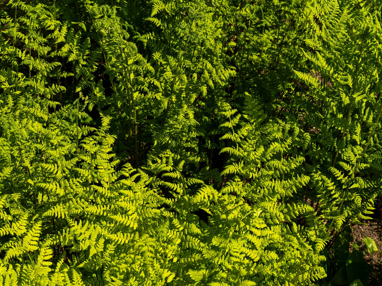 Dryopteris carthusiana _2025-06-01_1-1