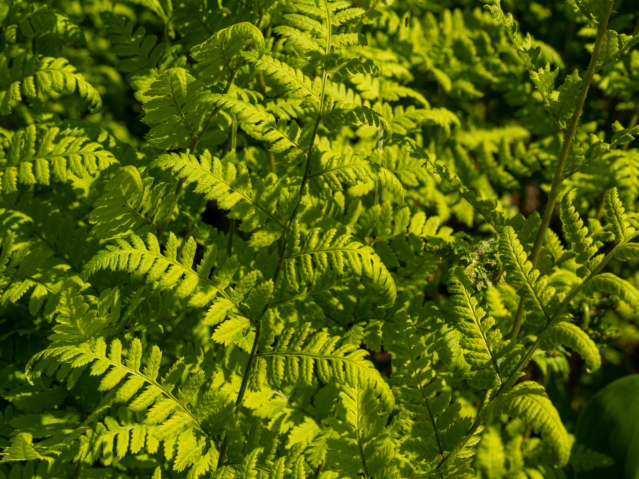 Dryopteris carthusiana _2025-06-01_1-2