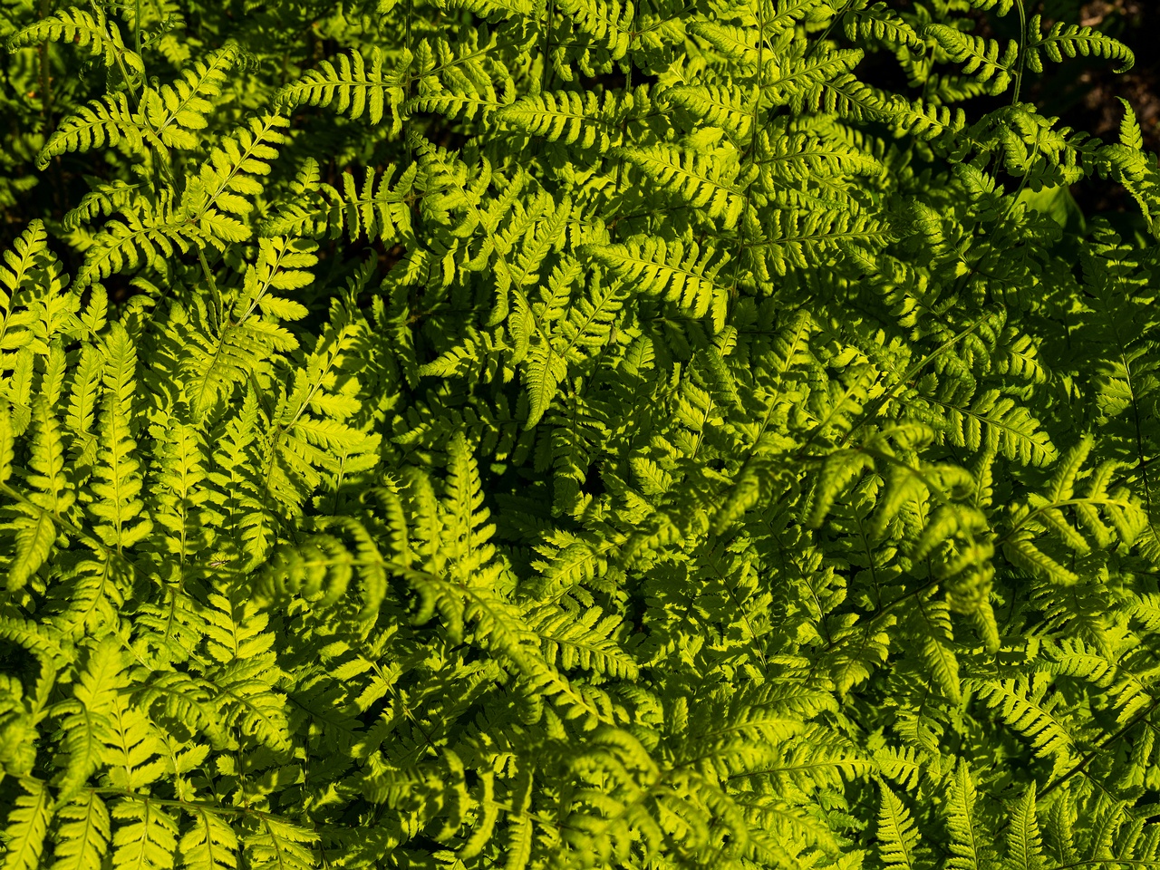 Dryopteris carthusiana _2025-06-01_1-3