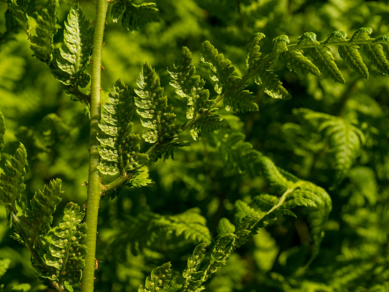 Dryopteris carthusiana _2025-06-01_1-4