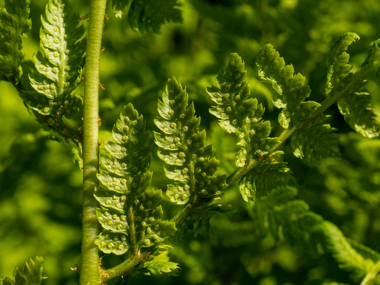 Dryopteris carthusiana _2025-06-01_1-5