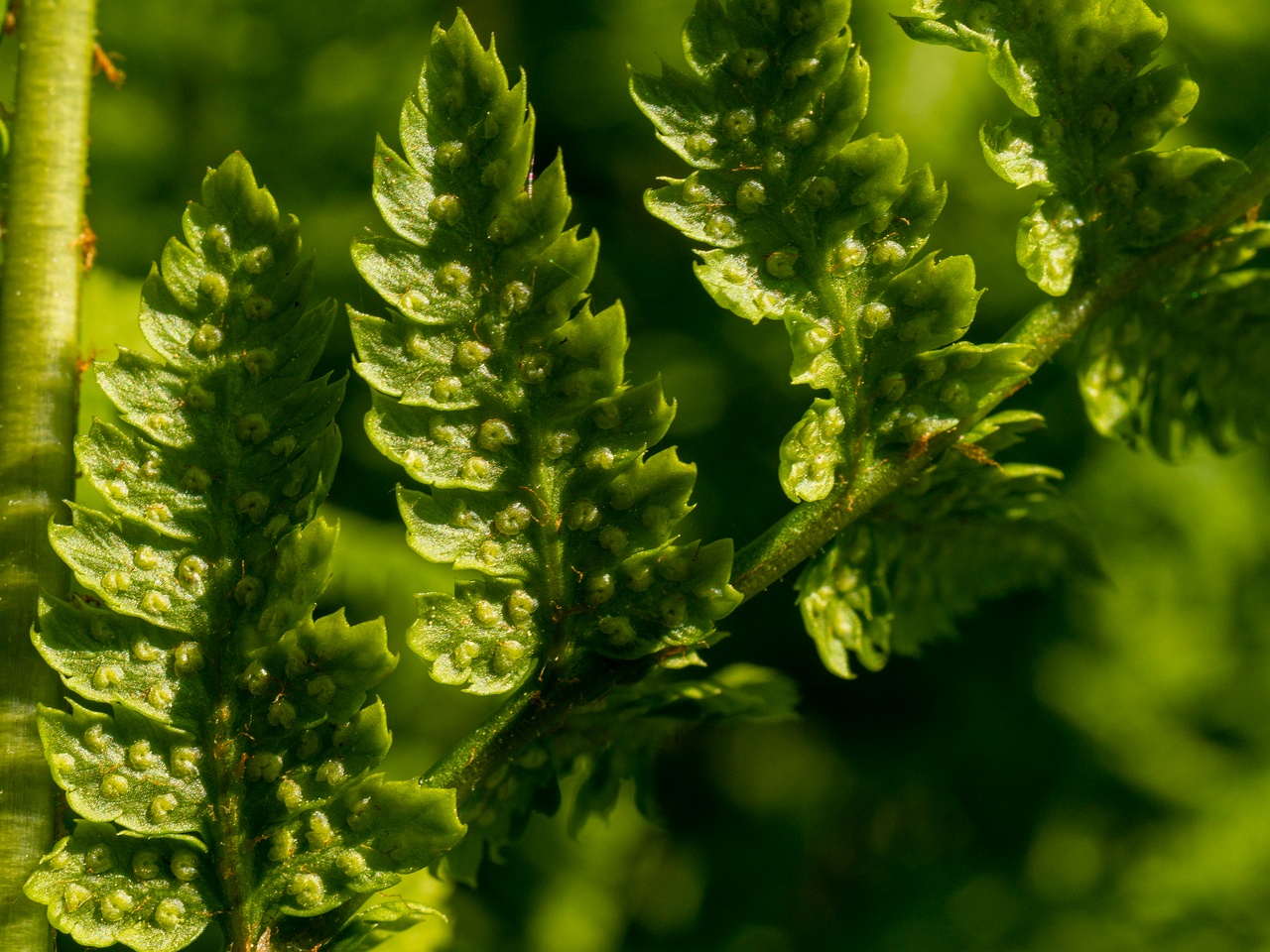 Dryopteris carthusiana _2025-06-01_1-6