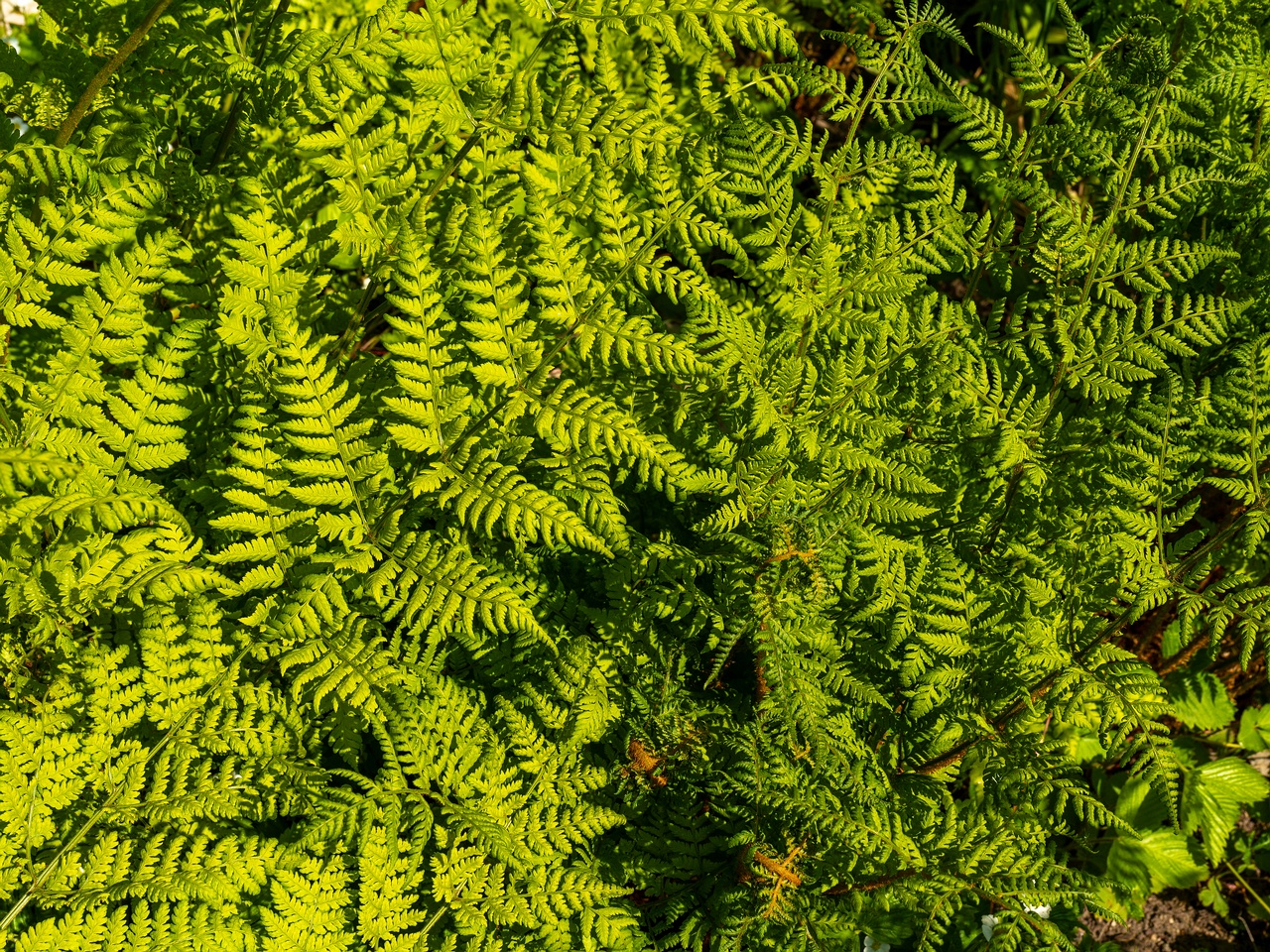 Dryopteris dilatata _2025-06-01_1-1
