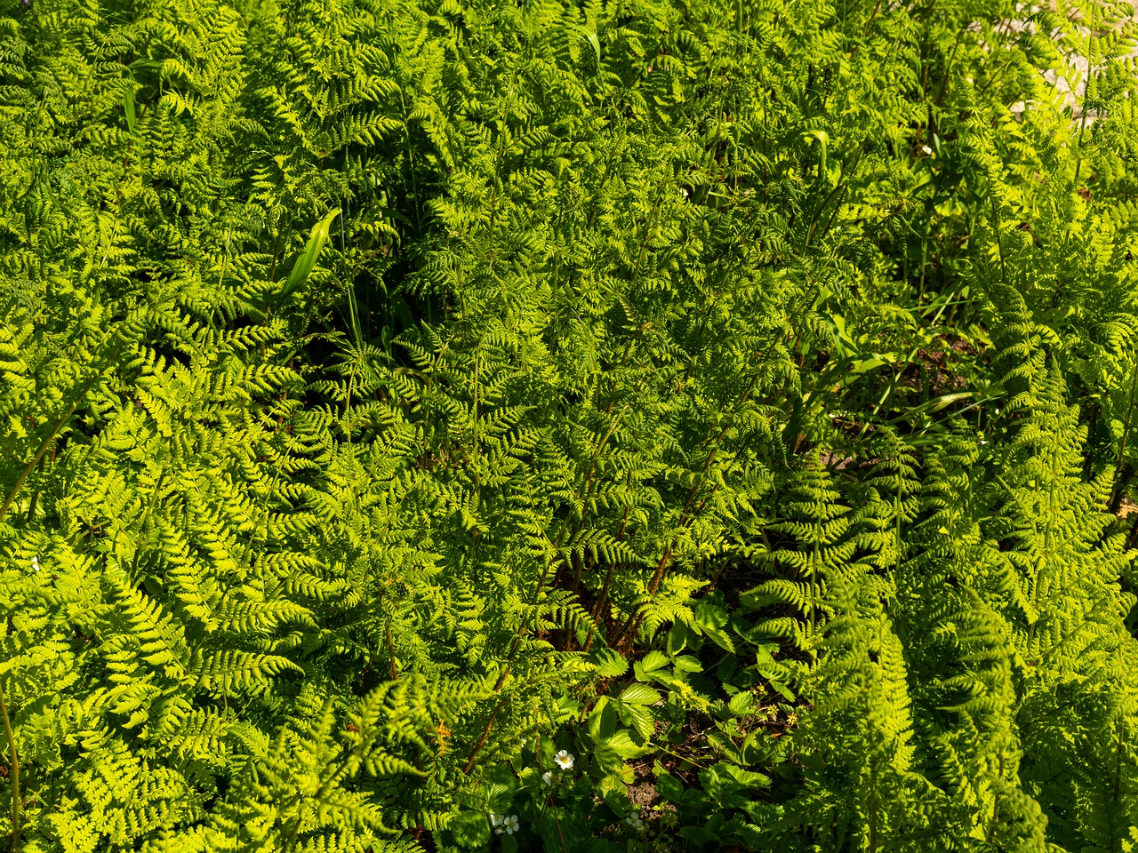 Dryopteris dilatata _2025-06-01_1-3
