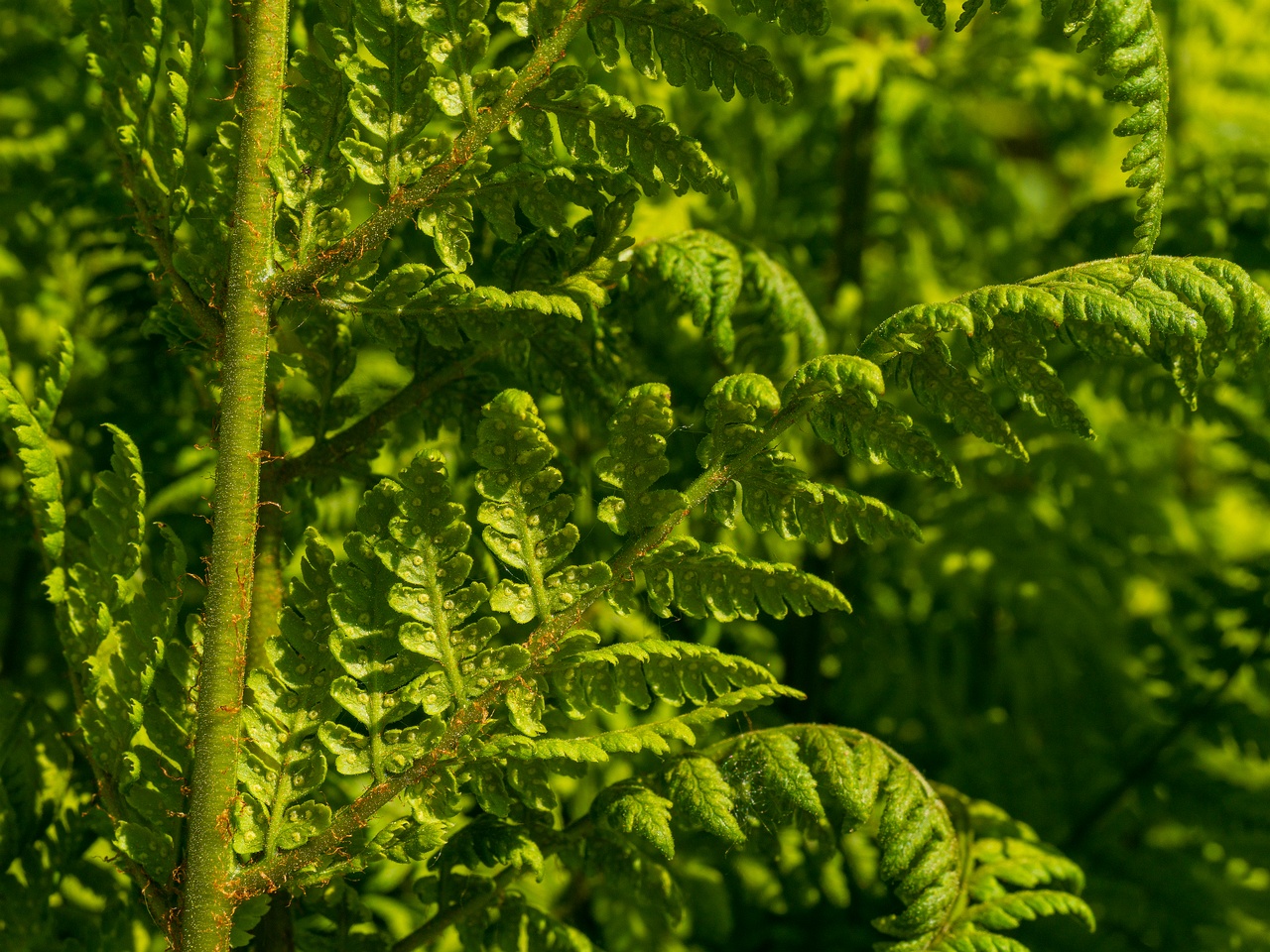 Dryopteris dilatata _2025-06-01_1-4