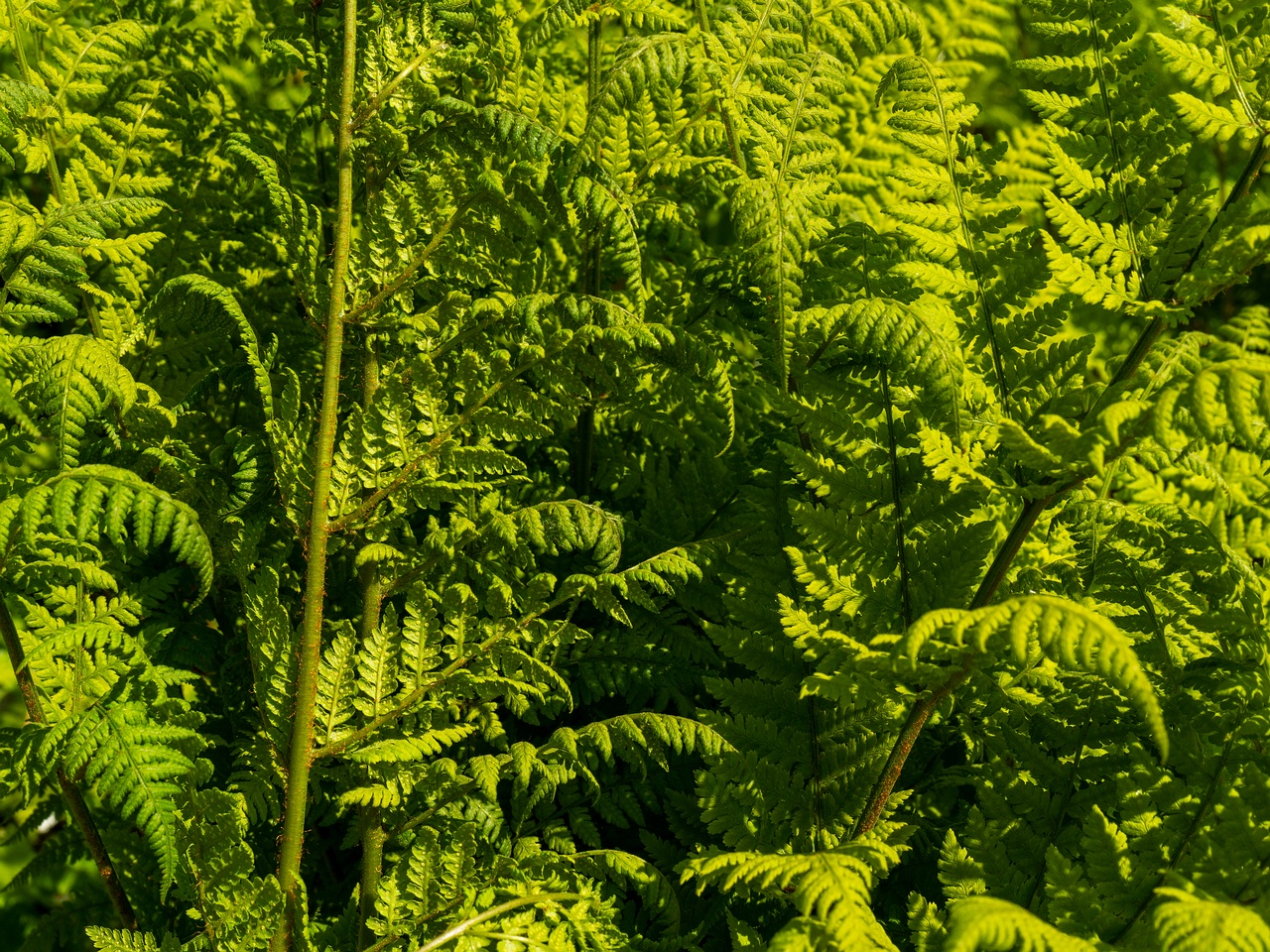 Dryopteris dilatata _2025-06-01_1-5