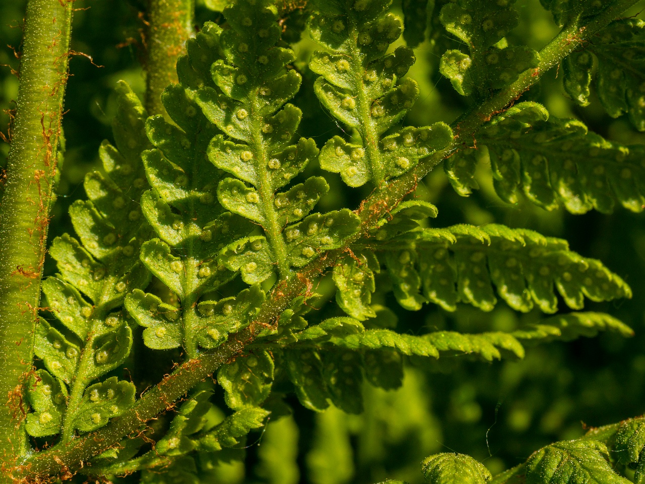 Dryopteris dilatata _2025-06-01_1-6