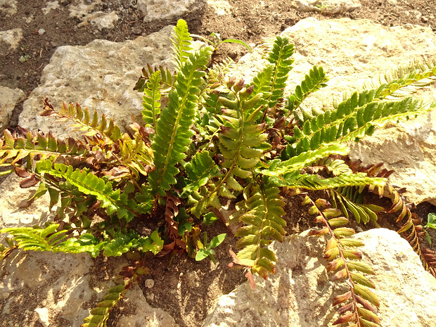 Многорядник копьевидный - Polystichum lonchitis