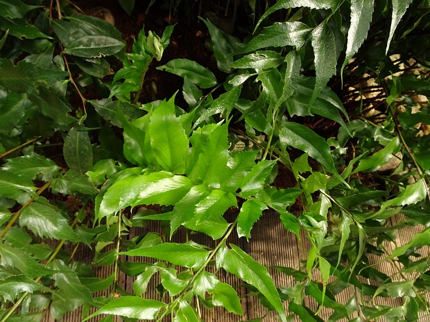 Многорядник серповидный - Polystichum falcatum