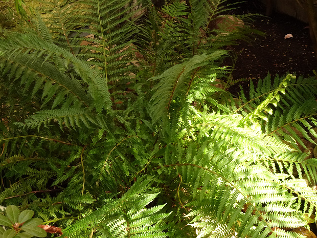 Многорядник щетинконосный - Polystichum setiferum