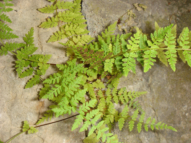 Щитовник картузианский - Dryopteris carthusiana