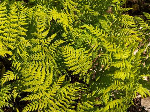 Кочедыжниковые - Athyriaceae The Athyriaceae (ladyferns and allies) are a family of terrestrial ferns in the order Polypodiales. In the Pteridophyte...