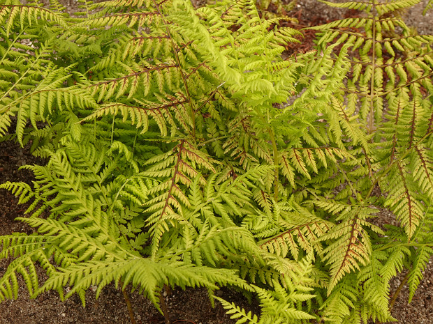 Кочедыжниковые - Athyriaceae The Athyriaceae (ladyferns and allies) are a family of terrestrial ferns in the order Polypodiales. In the Pteridophyte...