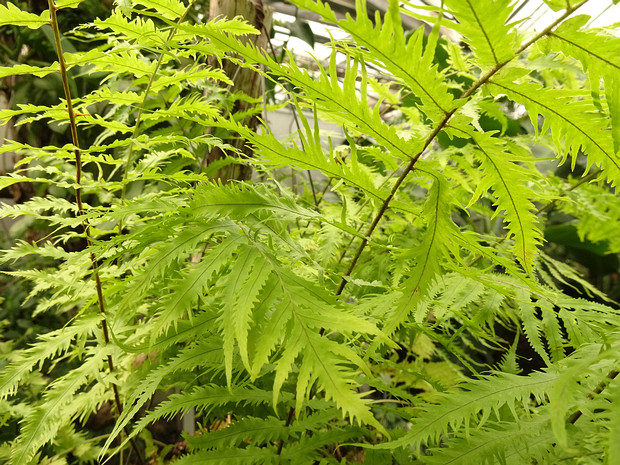 Многоножковые - Polypodiaceae Polypodiaceae is a family of polypod ferns, which includes more than 60 genera divided into several tribes and...