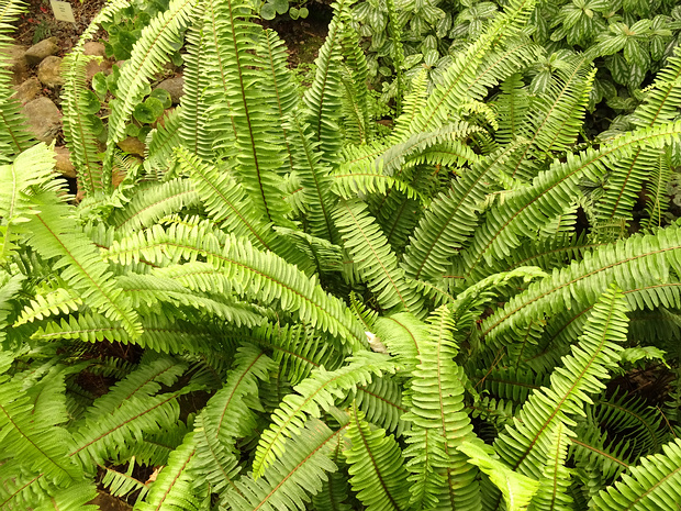 Нефролепиевые - Nephrolepidaceae Nephrolepis is a genus of about 30 species of ferns in the family Nephrolepidaceae (or Dryopteridaceae in some...