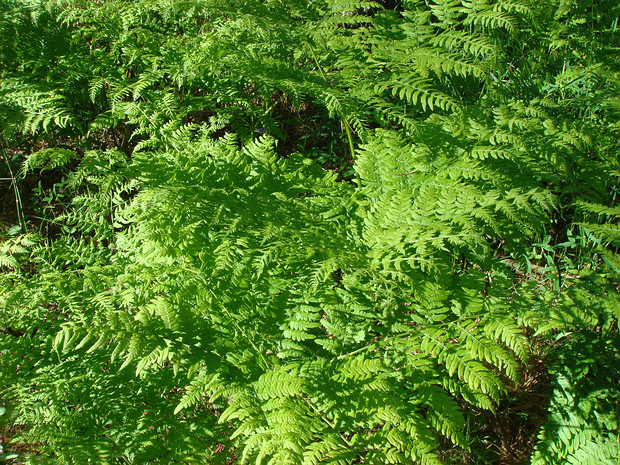 Разнолистниковые - Pteridaceae Pteridaceae is a family of ferns in the order Polypodiales., including some 1150 known species in ca 45 genera...