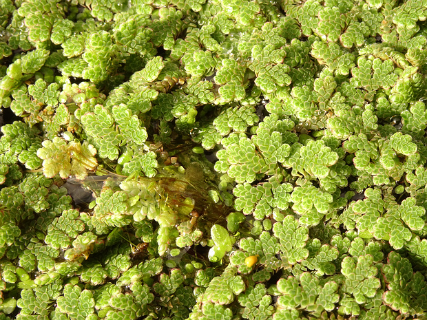 Сальвиниевые - Salviniaceae Salviniaceae is a family of heterosporous ferns in the order Salviniales. The Salviniaceae contain the two genera Azolla...