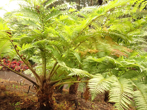 Диксониевые - Dicksoniaceae Dicksoniaceae is a group of tropical, subtropical and warm temperate ferns, treated as a family in the Pteridophyte...