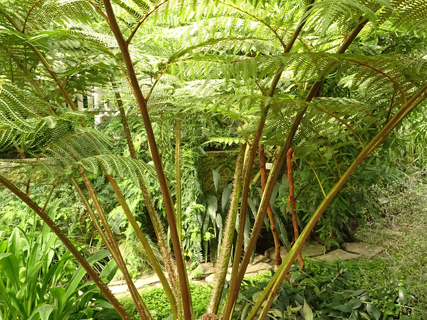 Циатейные - Cyatheaceae The Cyatheaceae are the scaly tree fern family and include the world's tallest tree ferns, which reach heights up to 20...