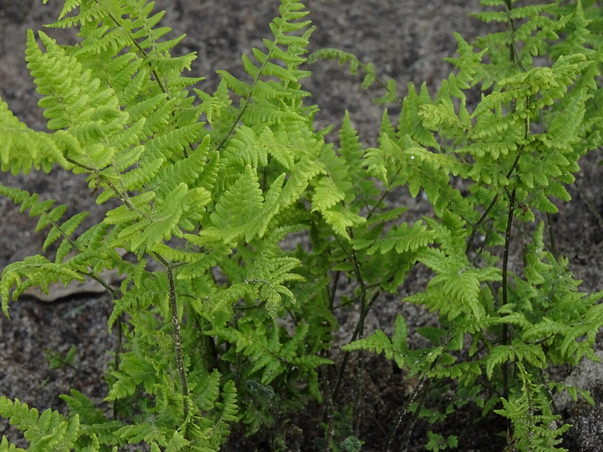 Многоножковые - Polypodiales The order Polypodiales encompasses the major lineages of polypod ferns, which comprise more than 80% of today's fern...