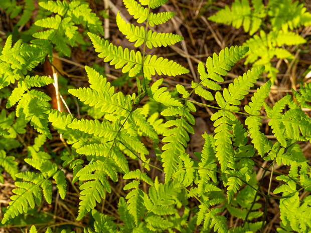 Многоножковые - Polypodiales The order Polypodiales encompasses the major lineages of polypod ferns, which comprise more than 80% of today's fern...