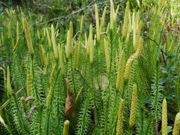 Плауновые - Lycopodiaceae