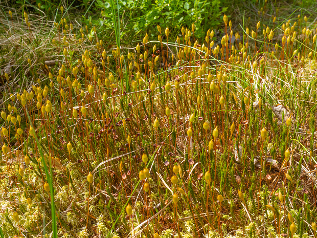 Кукушкин лён можжевельниковый - Polytrichum juniperinum