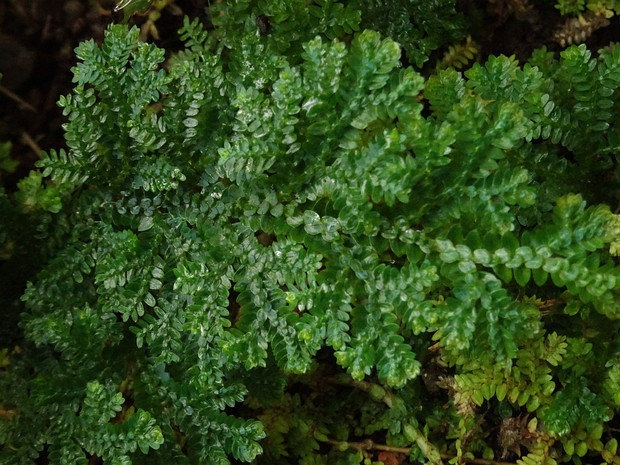 Плаунковые - Selaginellaceae Selaginella is the sole genus of vascular plants in the family Selaginellaceae, the spikemosses or lesser clubmosses....