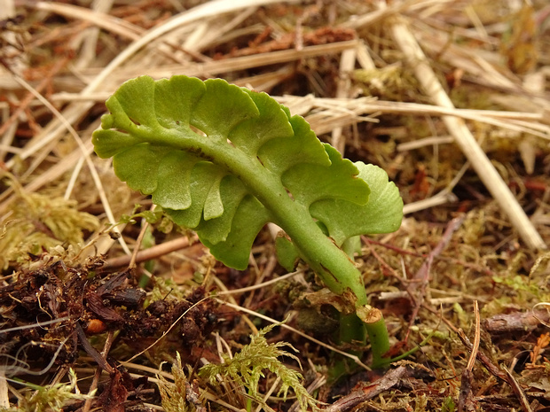 Гроздовник полулунный - Botrychium lunaria