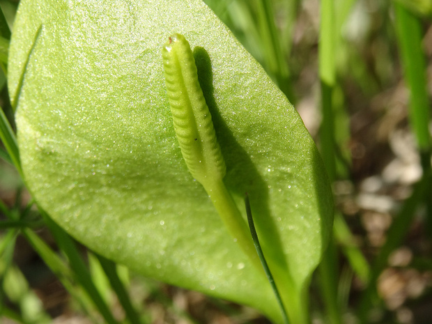 Ужовник обыкновенный - Ophioglossum vulgatum