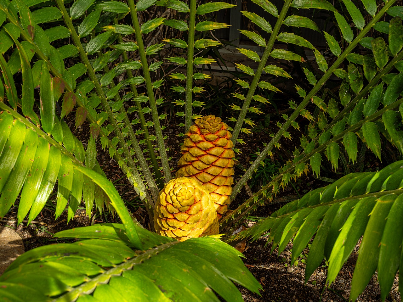 Encephalartos hildebrandtii _2026-05-09_1-1