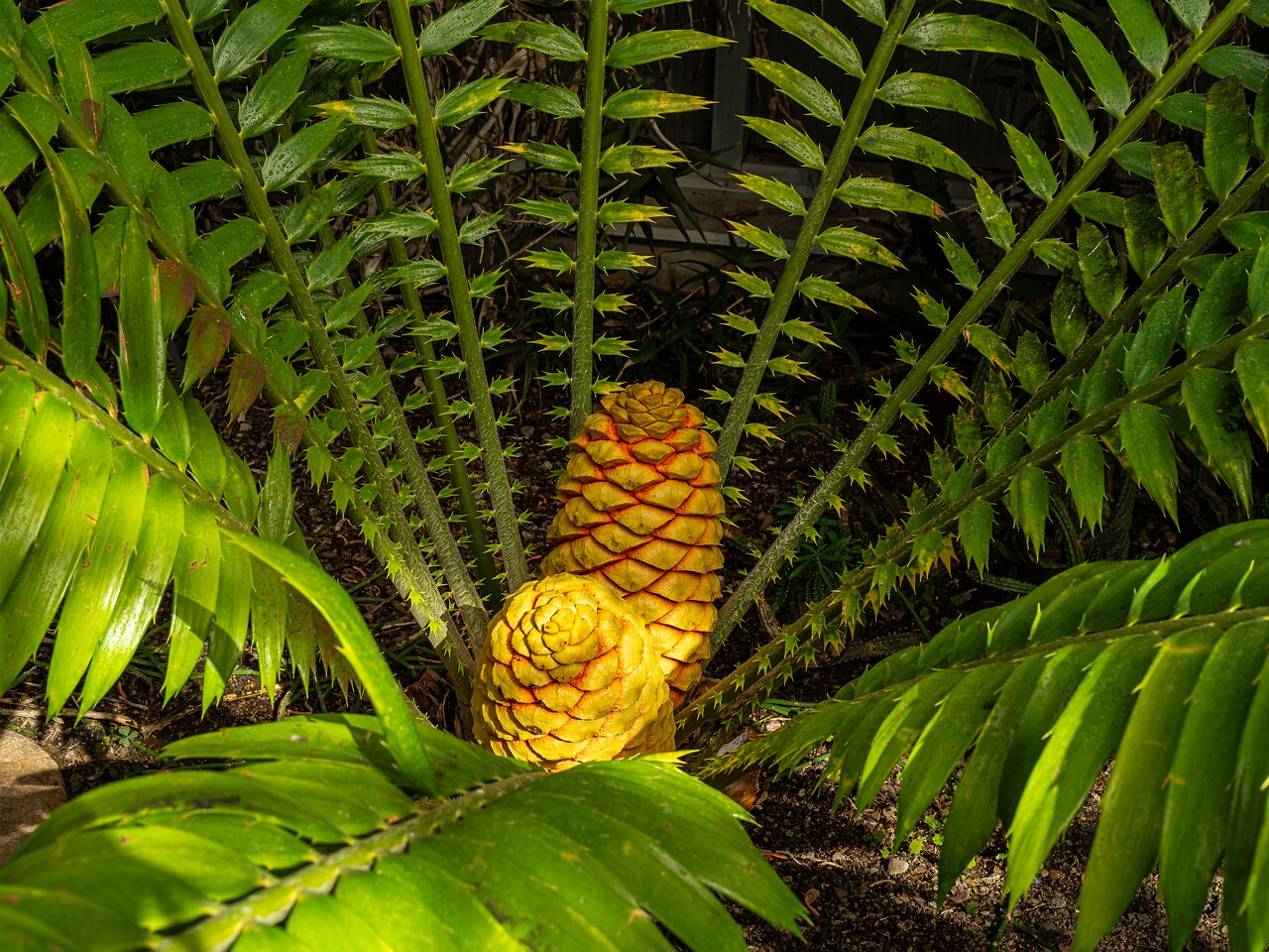 Encephalartos hildebrandtii _2026-05-09_1-2