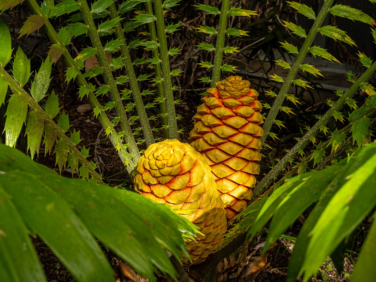 Замиевые - Zamiaceae The Zamiaceae are a family of cycads that are superficially palm or fern-like. They are divided into two subfamilies...