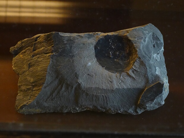 †Беннеттитовые - †Bennettitales