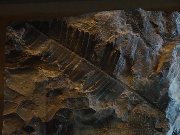 †Нильссониевые - †Nilssoniales