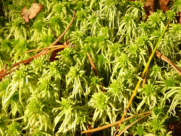Сфагновые - Sphagnaceae The Sphagnaceae is a family of moss with only one living genus Sphagnum.
