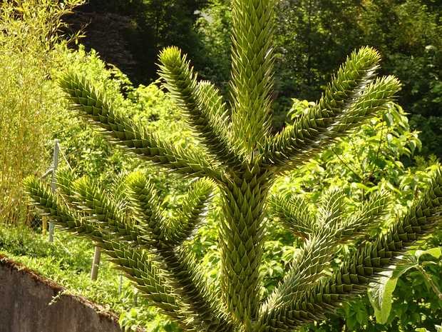 Араукария чилийская - Araucaria araucana