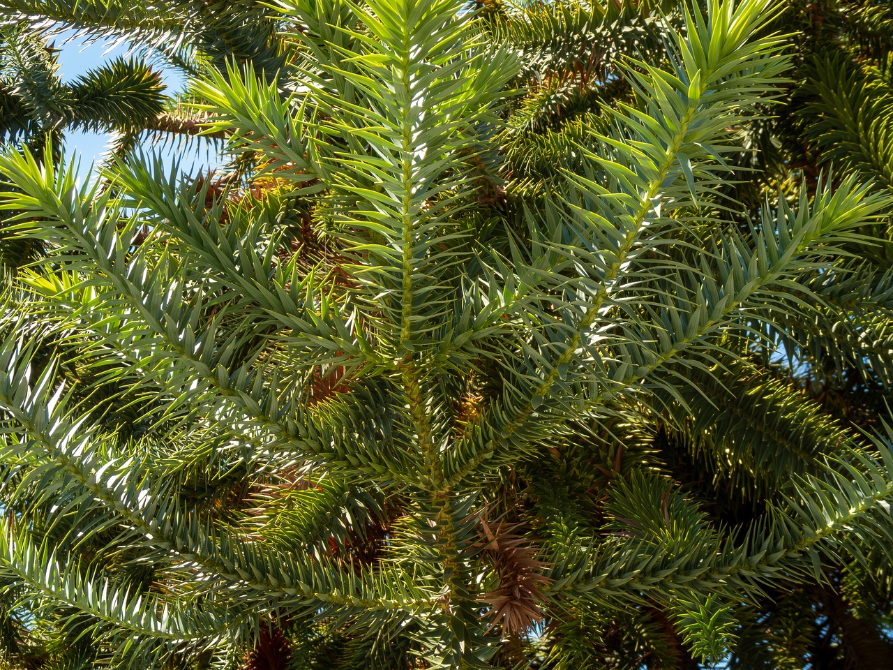 Araucaria araucana _2025-08-22_1-2