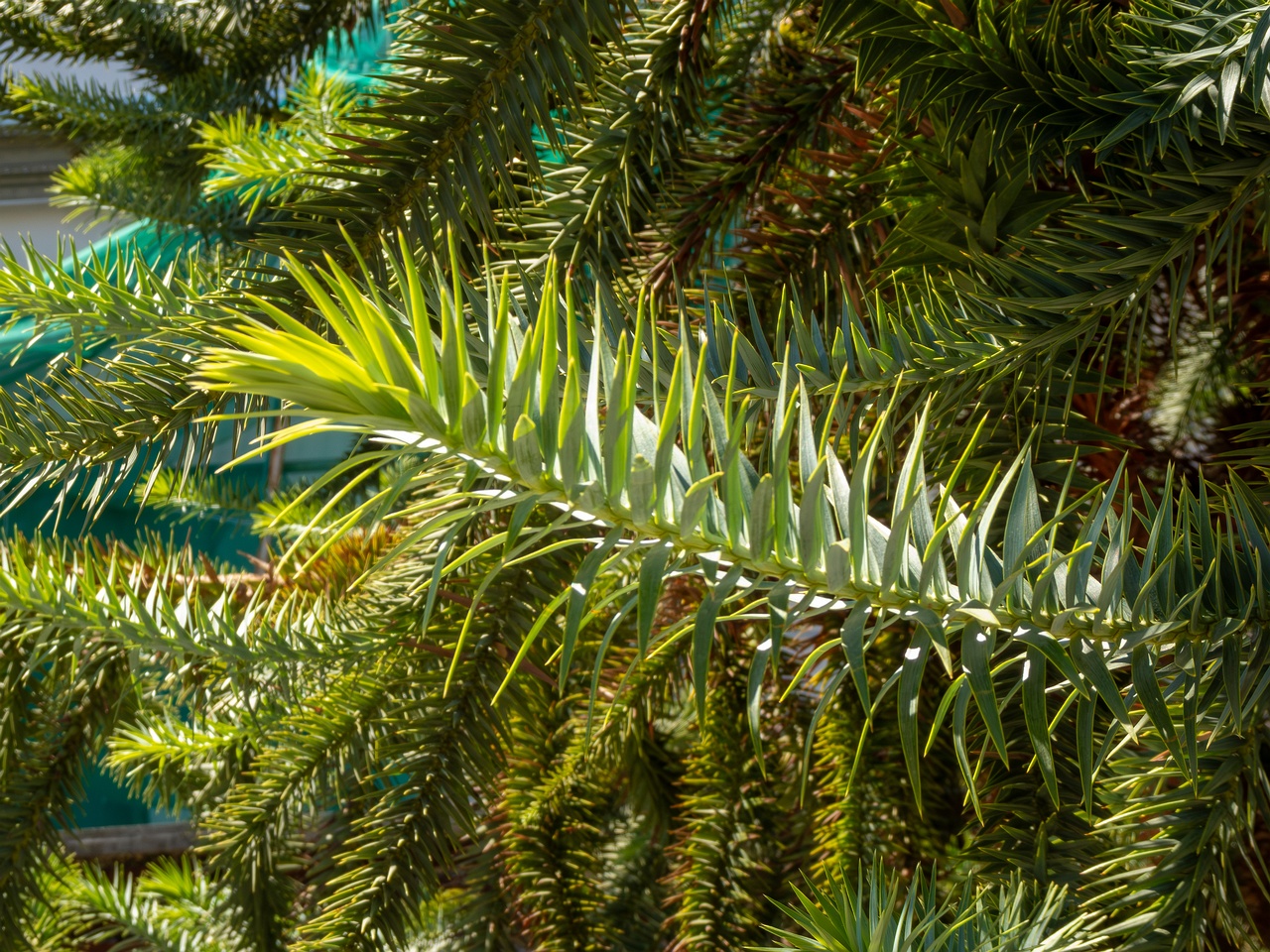 Araucaria araucana _2025-08-22_1-3