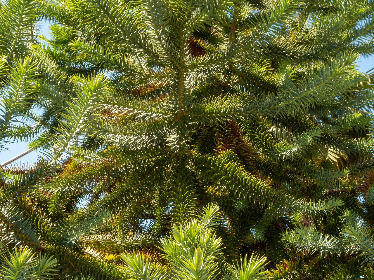 Araucaria araucana _2025-08-22_1-4