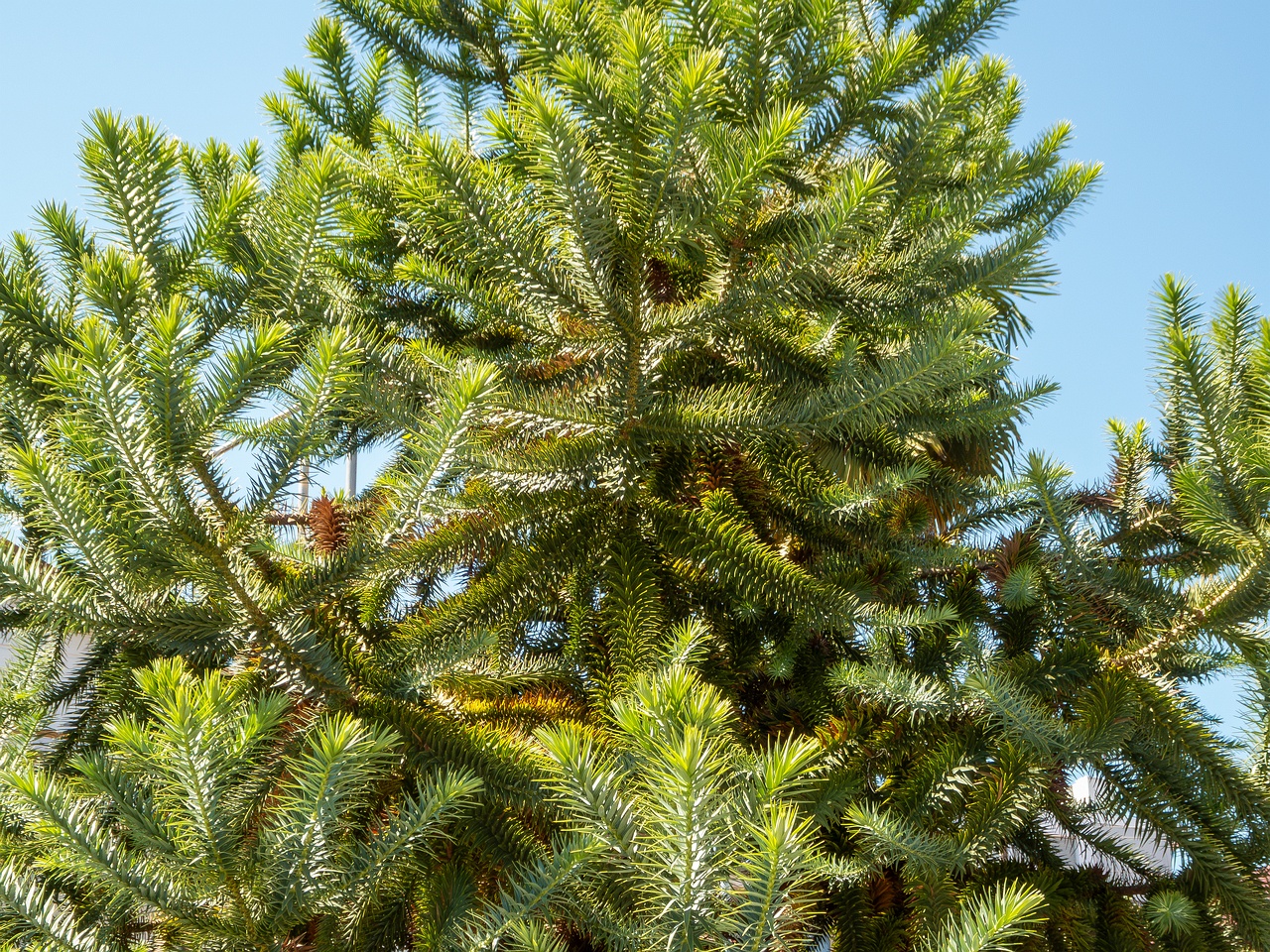 Araucaria araucana _2025-08-22_1-5