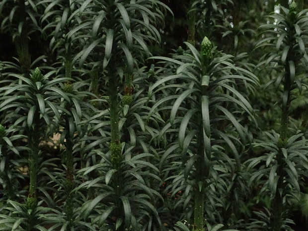 Головчатотисс Харрингтона разн. костянковый - Cephalotaxus harringtonii var. drupacea