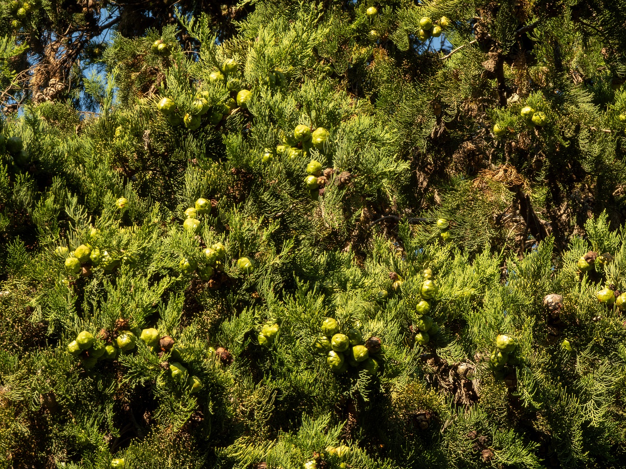 Cupressus sempervirens _2025-08-18_1-2