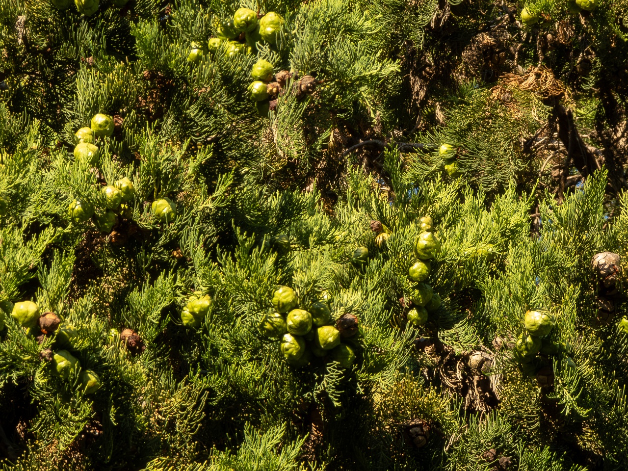 Cupressus sempervirens _2025-08-18_1-3