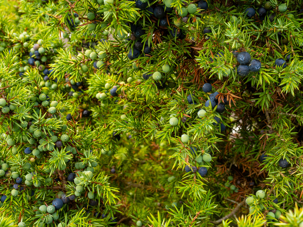 !juniperus-communis_1-1