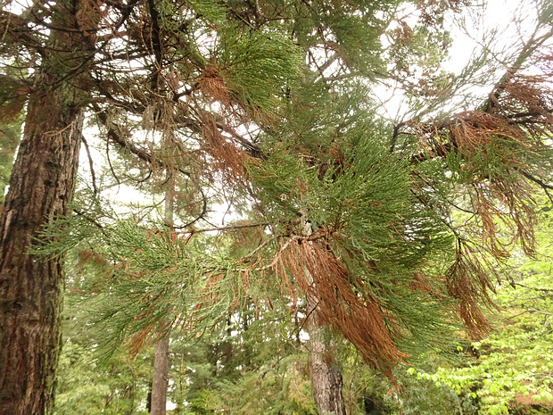 Секвойядендрон гигантский - Sequoiadendron giganteum